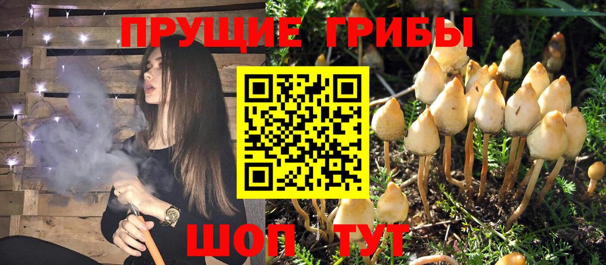 Псилоцибиновые грибы Cubensis  Вход с VPN  Гай 